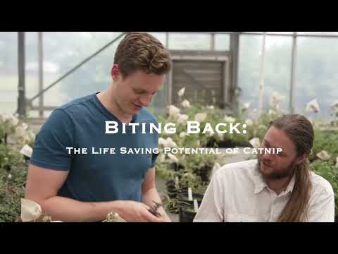 Biting back: The life saving potential of catnip