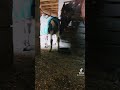 Equestrian Donkey Horses