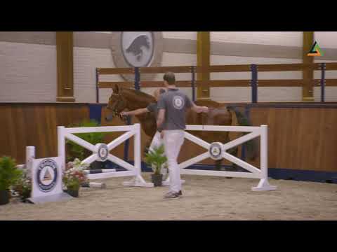 Nelson S , stallion by Cornet Obolensky