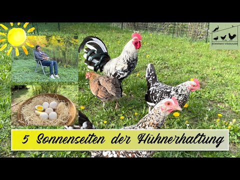 Hühnerwelt 69 - 5 Sonnenseiten der Hühnerhaltung ☀️