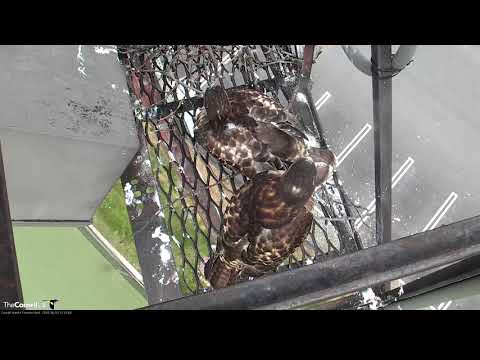 Red-tailed Hawk Chick "H1" Fledges From Cornell Hawks Nest – June 10, 2018