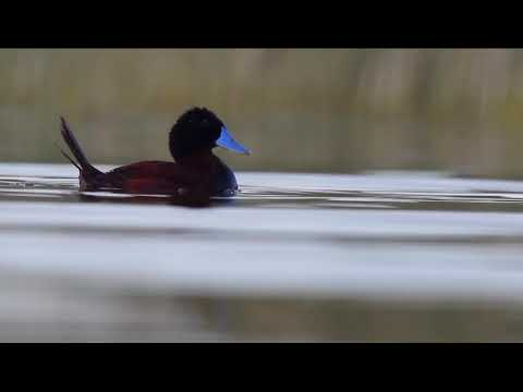 Oxyura ferruginea - Pato Zambullidor Grande en Laguna Punta de Agua, Valcheta, Río Negro, Argentina