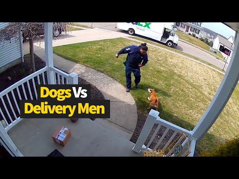 Top 12 Moments Dogs vs Delivery Drivers