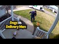 Top 12 Moments Dogs Vs Delivery Drivers