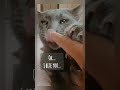 I Biting Finger Cat Bite Catbite Catbaby Funnycatvideo Catofyoutube Catreel