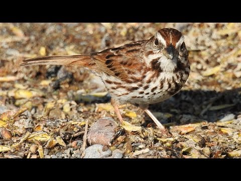Song Sparrow