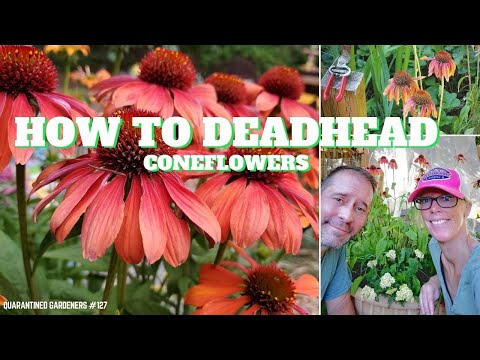 How to Deadhead Coneflowers - QG Day 127 🌼