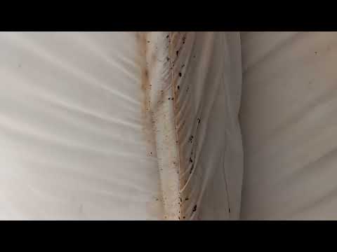 Bed Bugs All Over the Bed in Plainsboro, NJ