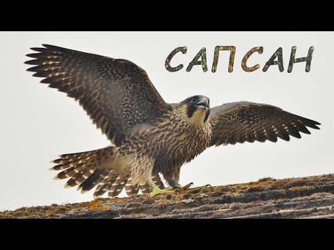 Голоса птиц Как поёт Сапсан (falco peregrinus)