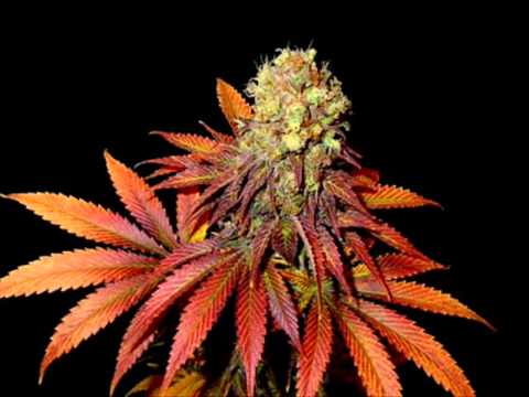 Chillout (W@ldo$_MQ_WawaJWF)