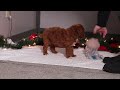 Standard Poodle dogs for sale: Bluey - Video 1