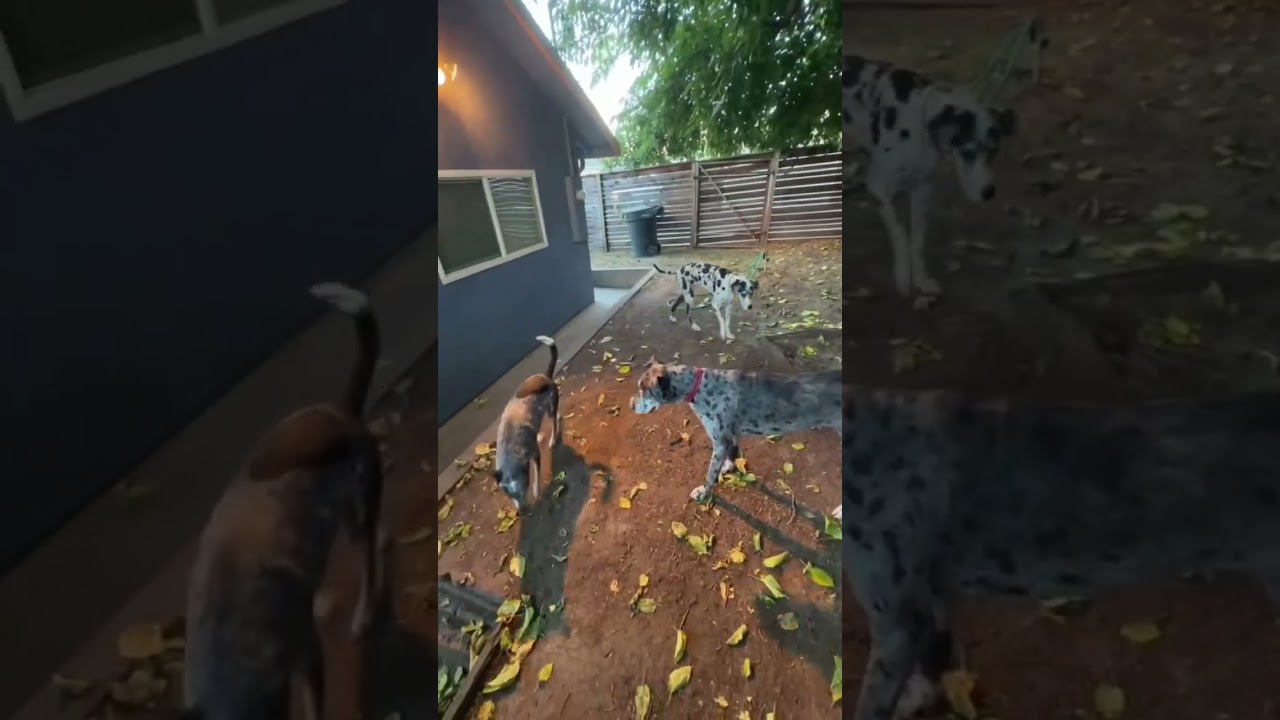 Basil, a Adoptable Great Dane in Citrus Heights, CA video 6/6
