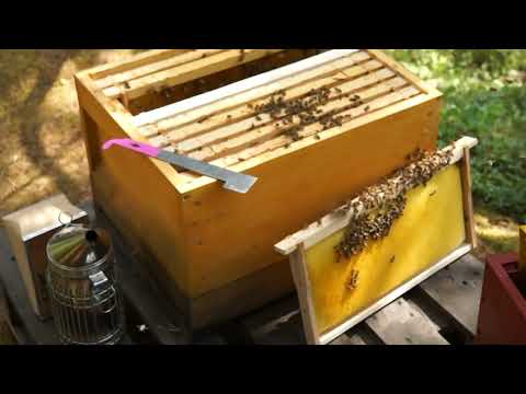 Trots svärmkontroll har bina svärmat, samhälleskontroll någon timme efter svärmningen