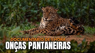 ONÇAS PANTANEIRAS VS FAZENDEIROS: A Guerra Sangrenta pelas Terras do Pantanal - Documentário