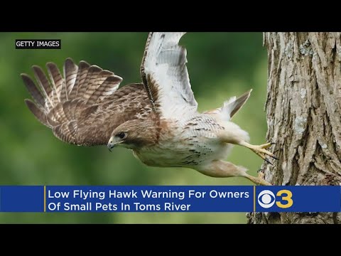 Jersey Shore Town Issues Warning After Low-Flying Hawks Spotted