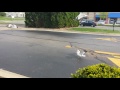 Feeding Wendy S Ghost Pepper Fries To Seagulls 5 11 16
