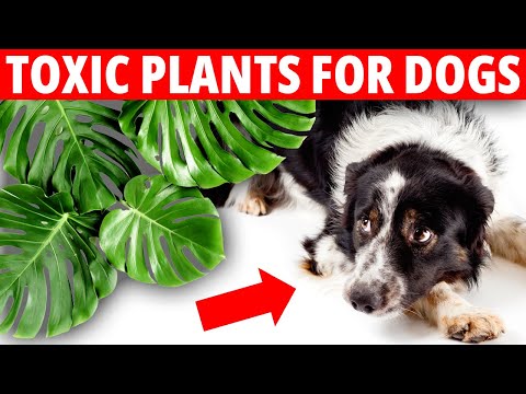 Is Monstera Toxic To Dogs? Pet Friendly Plants and Toxic Plants for Dogs