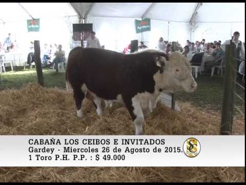 26-08-15 Venta de Toros P.P. - Cabaña Los Ceibos - Gardey.