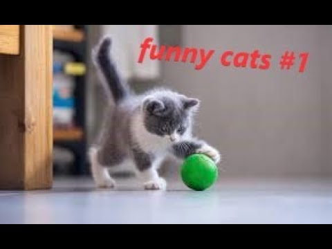 funny cats #1