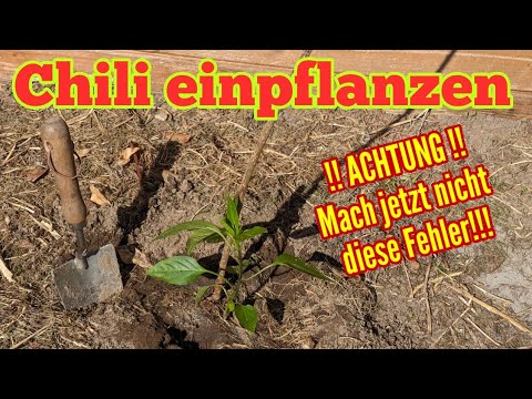 Chili einpflanzen: Fast ALLE machen jetzt diese FEHLER! Darauf UNBEDINGT achten!