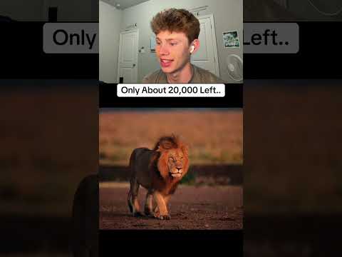 Animals that might be gone by 2026 🤯