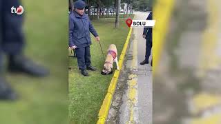 Jandarmanın Hassas Burnu Medyum 10 Yıllık Mesaisini Tamamladı