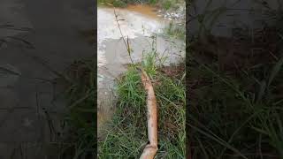 Download lagu Alat sedot pasir pke satu mesin ini karja tambang timah#shorts #bangter mp3 Download lagu Alat sedot pasir pke satu mesin ini karja tambang timah#shorts #bangter mp3