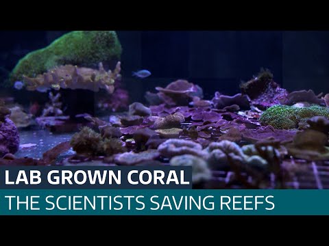 Lab-grown coral could save the vibrant ocean landscape | ITV News