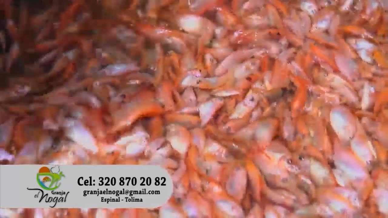 ACUICULTURA GRANJA EL NOGAL CAPITULO 2   ESPINAL TOLIMA