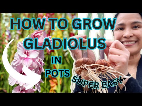 HOW TO GROW GLADIOLUS IN POTS ** QUICK & EASY
