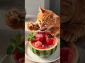 Summer Healing Time For Orange Tabby Cat Enjoy Its Watermelon Meal Shorts Food Asmr Cat Watermelon
