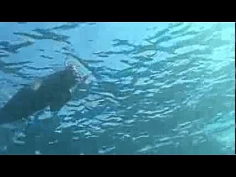 Копия видео VTS 01 1