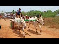 Mudivarthi Bulls First Prize Winners At Stovebeedi Colony Junior Ox Race Time 5 01 35