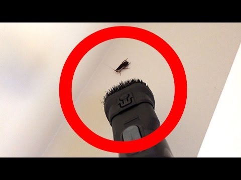 วิธีกำจัดสัตว์