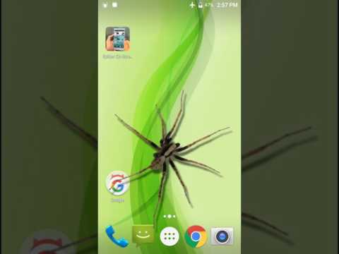 Spider on Mobile Screen Joke Video