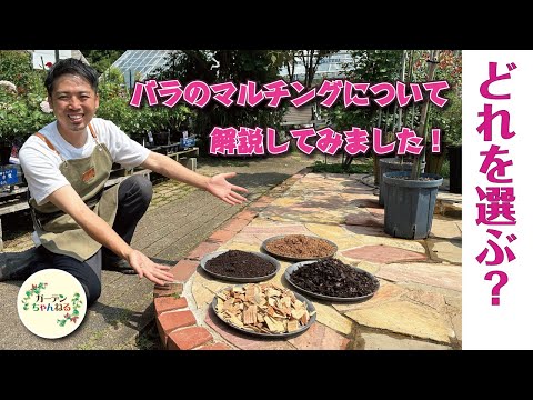 バラの根元に雑草対策として何を置くか？  庭園