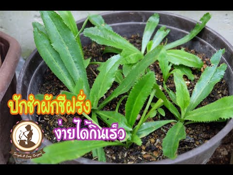 วิธีการที่จะกระตุ้นผู้หญิงคนชั่วร้าย ใน Norbekov แรงชาย