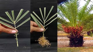 Unique Skill How to grow dates tree from dates leaves || Palm trees are made by cutting branches