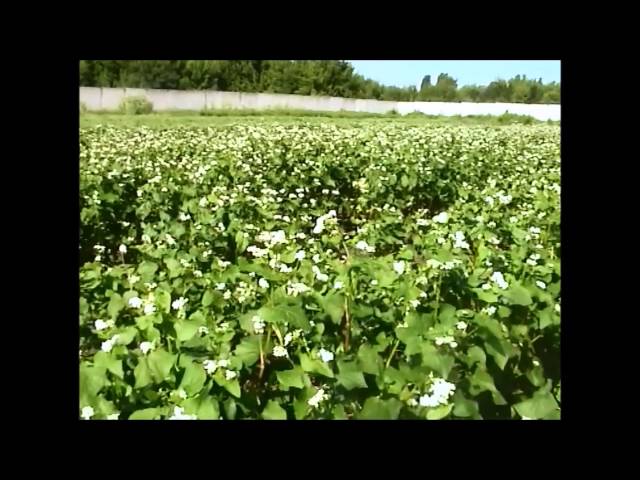 Podolsky Agricultural and Technical State University video #3