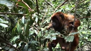 Red Howler Monkey babies learn to climb and jump at Senda Verde Animal Refuge