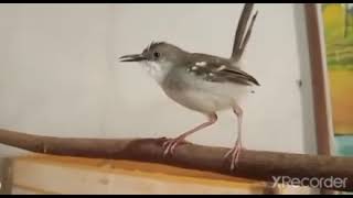 Download lagu ciblek gacor  FIGTER isian kenari , prenjak, kapas tembak mp3