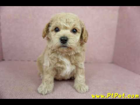 11/08泰迪比熊公幼犬2號(新北淡水)