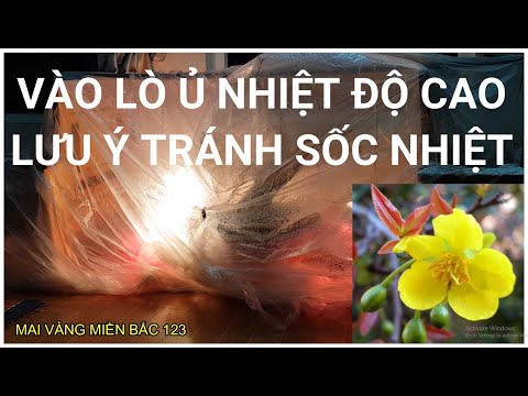 🔴 QBS2155 - LƯU Ý KHI Ủ CÂY MAI VÀNG Ở NHIỆT ĐỘ CAO || Ủ NHIỆT MAI VÀNG NỞ KỊP TẾT | Ủ ĐIỆN MAI VÀNG