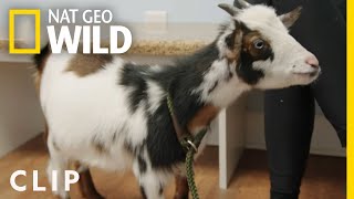 Meet Maggie the Goat | Critter Fixers: Country Vets by Nat Geo WILD