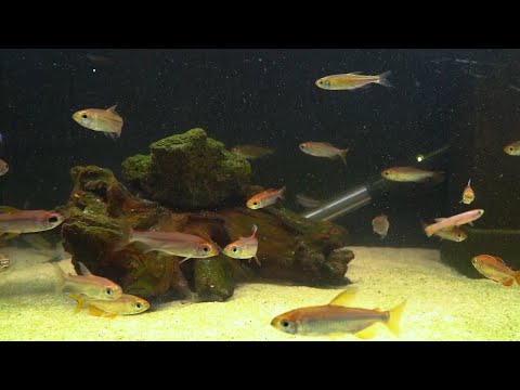 Flammenkongosalmler - Alestopetersius nigropterus