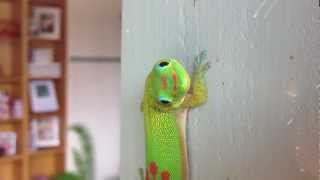 Kauai Madagascar Day Gecko: Count My Dots