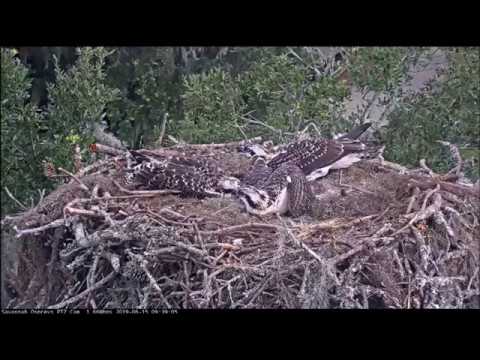 Savannah Osprey Cam ~ Fish For Mom!  June 15, 2019