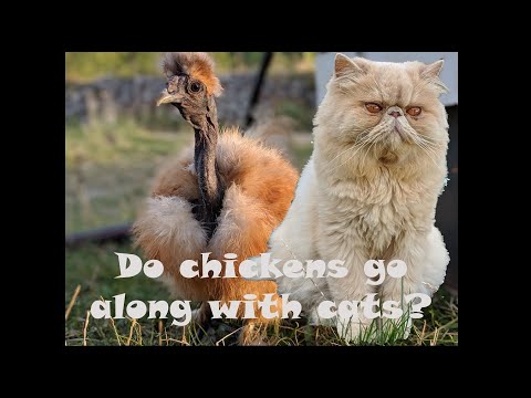 Do chickens go along with cats? Will Persian cat and Silkie chicken be friends?