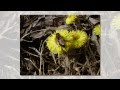 Светлана Рыжова. " С искренней зимой..." 