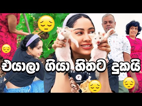 අම්මලා ගියා හිතට දුකයි | කදානේ හදන මගේ අලුත් ගෙදර  | Piumi srinayaka 2024 | Cute Kitten